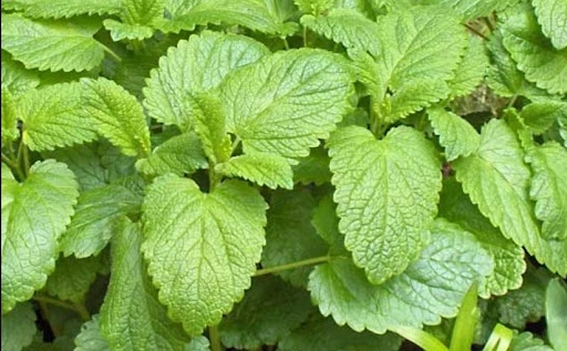 Lemon balm leaves